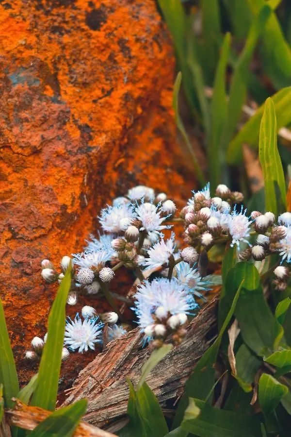 Luxussátor Pousada Flor De Lotus Dos Canyons Praia Grande Brazília